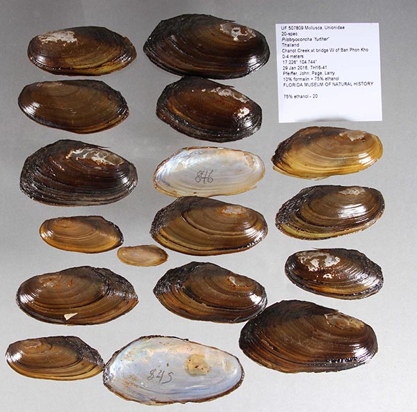 specimen