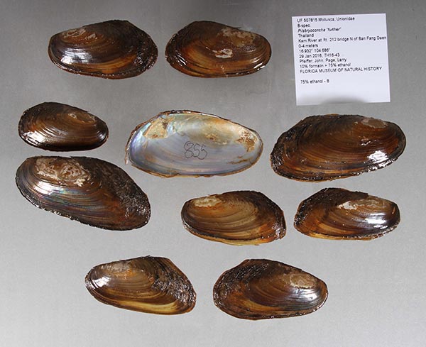 specimen