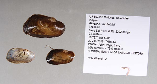 specimen