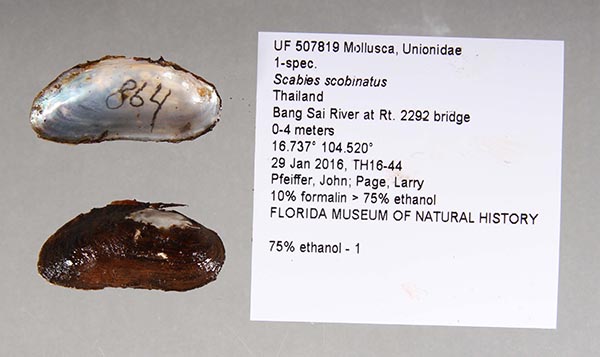 specimen
