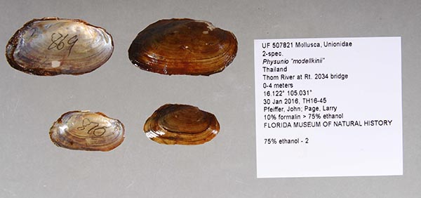 specimen