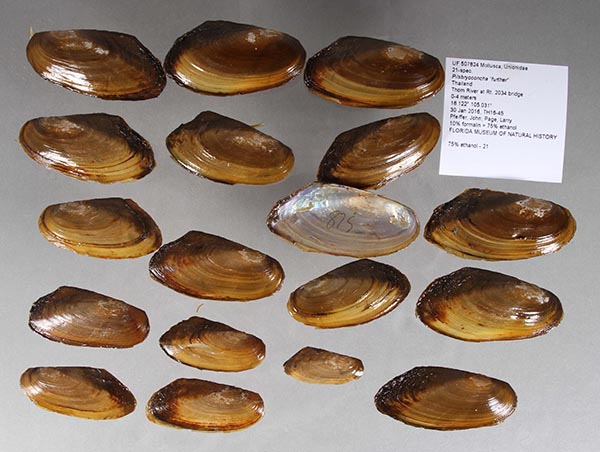 specimen