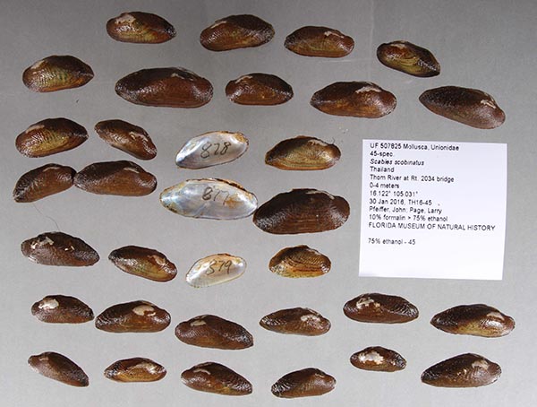 specimen