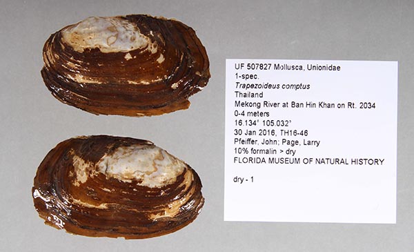 specimen