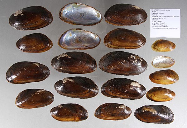 specimen