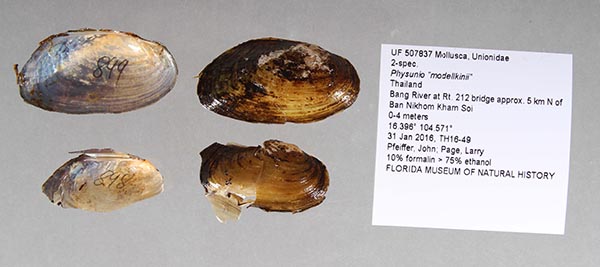 specimen