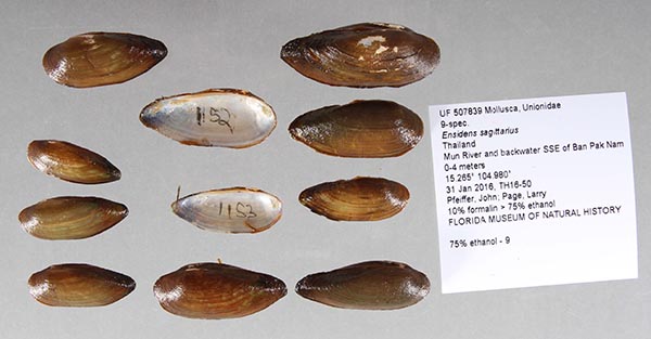 specimen