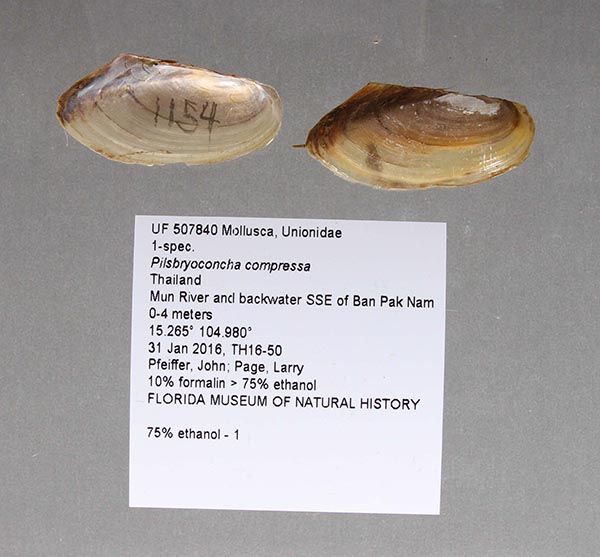 specimen