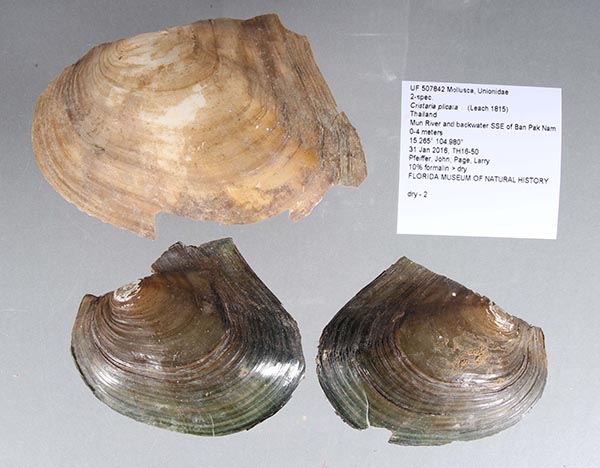 specimen