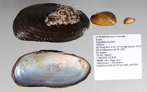 specimen