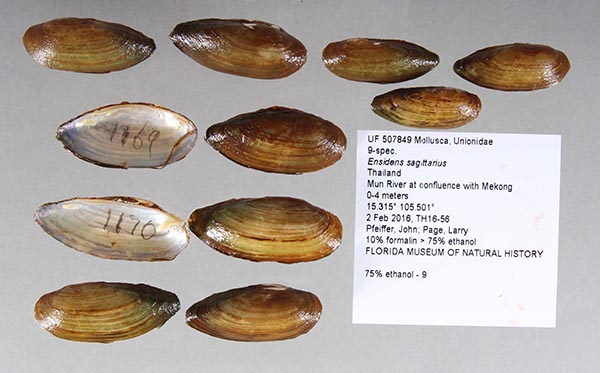 specimen