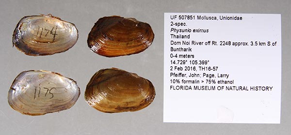 specimen