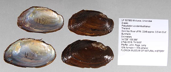 specimen