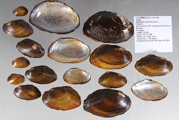 specimen