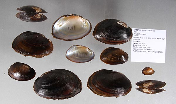 specimen