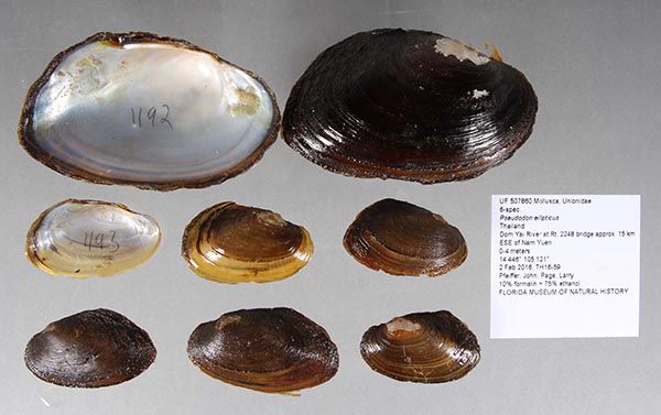 specimen
