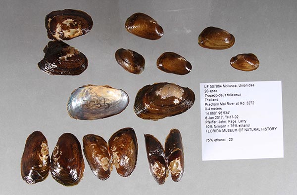 specimen