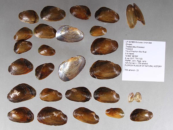 specimen