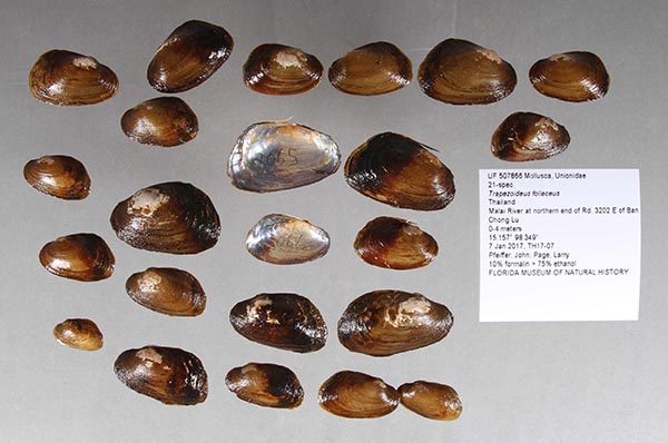 specimen
