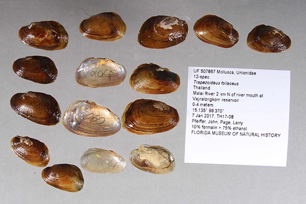 specimen