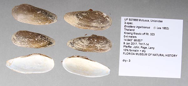 specimen