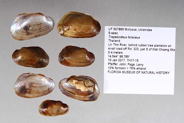 specimen