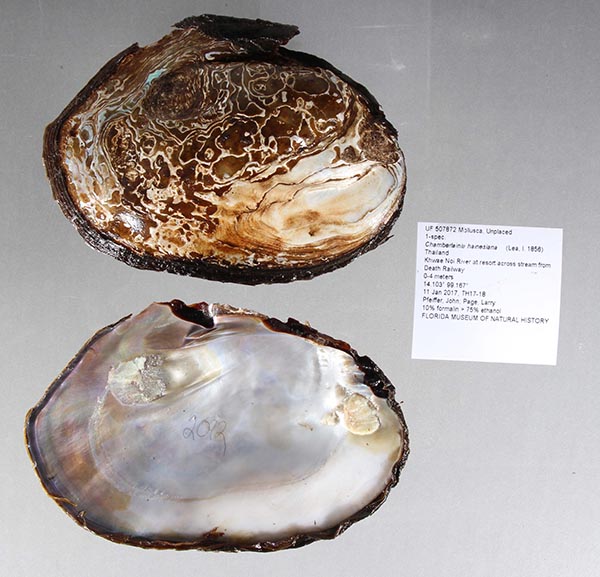 specimen