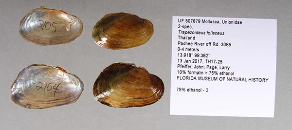 specimen