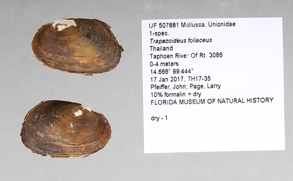 specimen