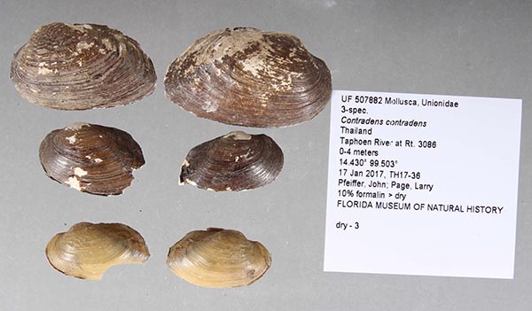 specimen