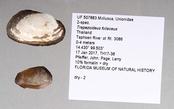 specimen
