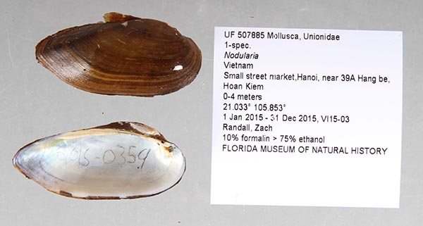 specimen