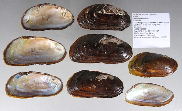 specimen