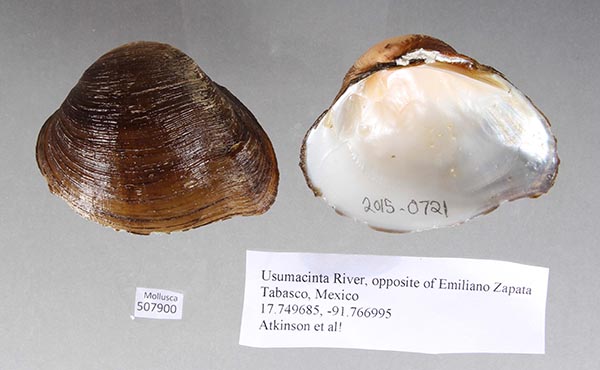 specimen