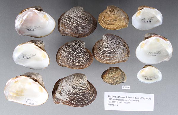 specimen