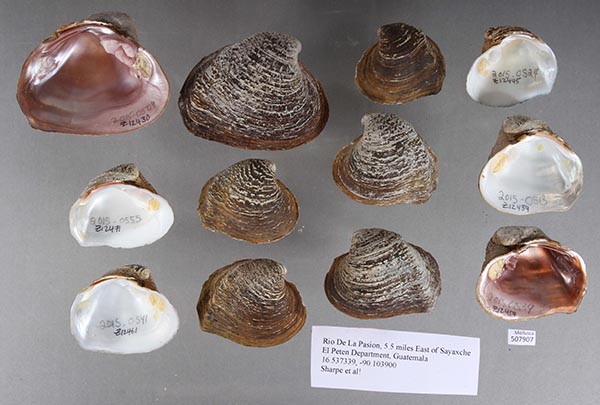 specimen
