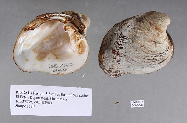 specimen