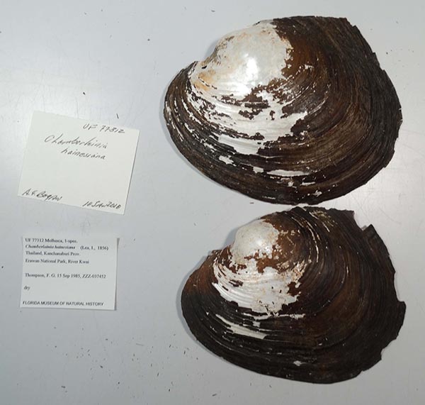 specimen