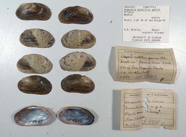 specimen