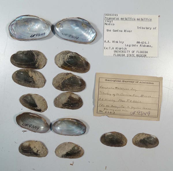 specimen