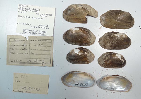 specimen