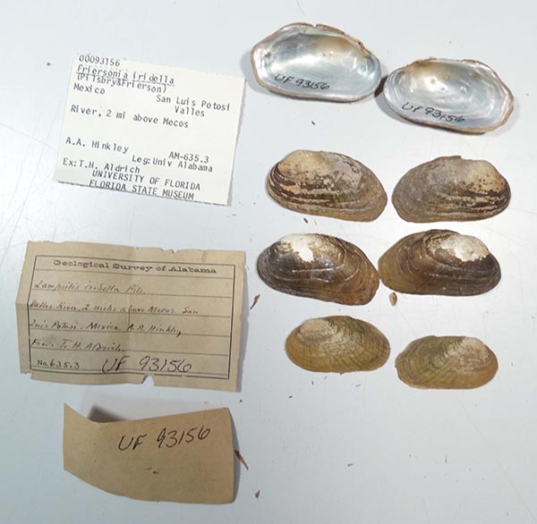 specimen