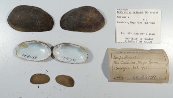 specimen