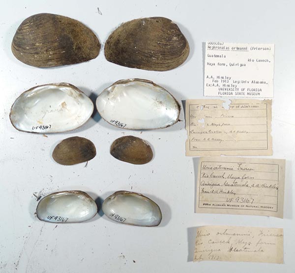 specimen
