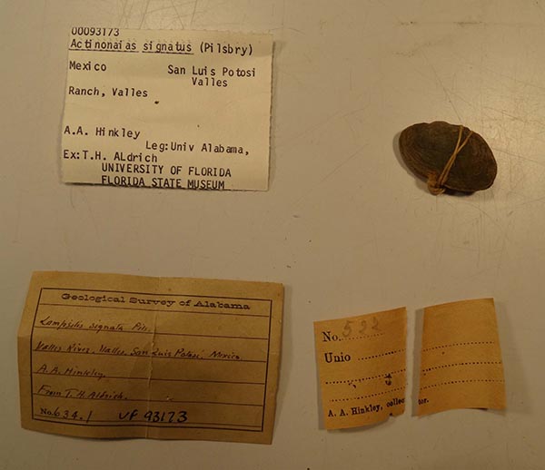 specimen