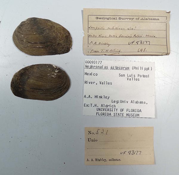 specimen