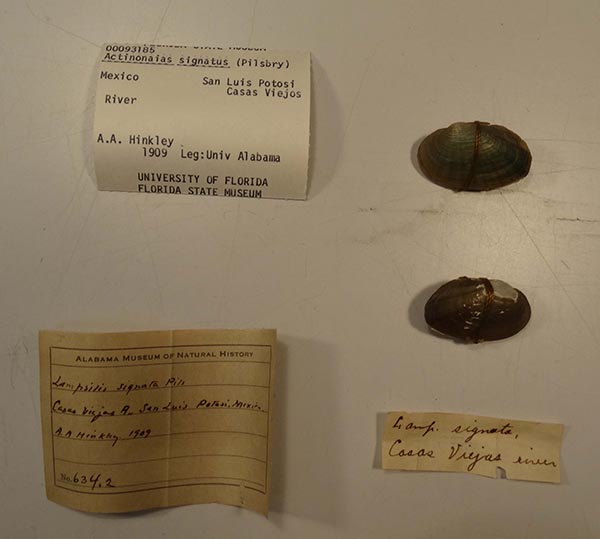 specimen