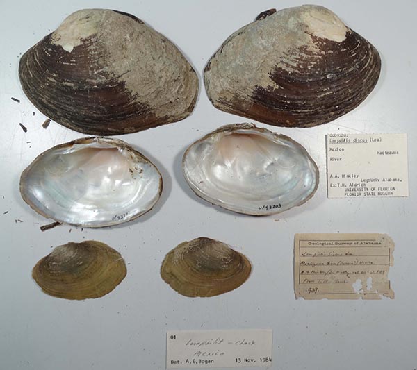 specimen