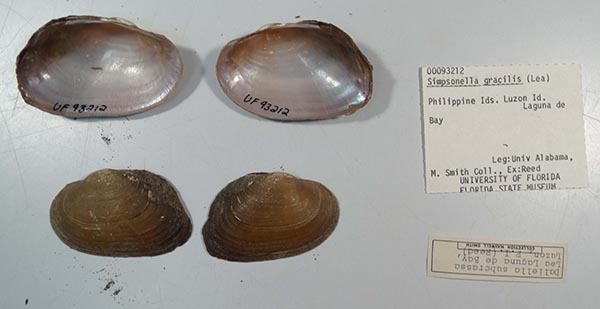 specimen