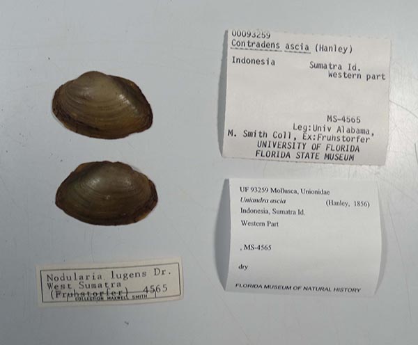specimen